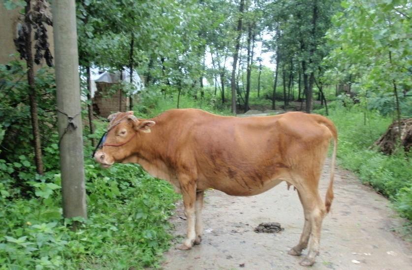 咸宁最新求一个套医保卡的黄牛是真的吗方法分析(最方便真实的咸宁求一个套医保卡的黄牛是真的吗还是假的方法)