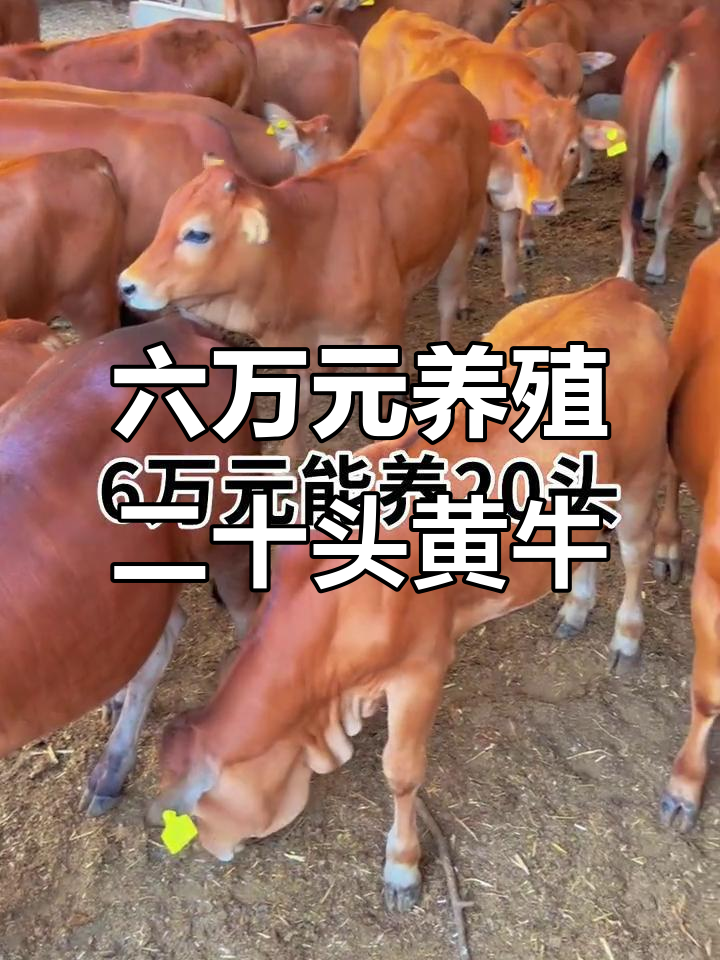 咸宁最新线上套医保的黄牛是真的吗方法分析(最方便真实的咸宁线上套医保的黄牛是真的吗能报销吗方法)